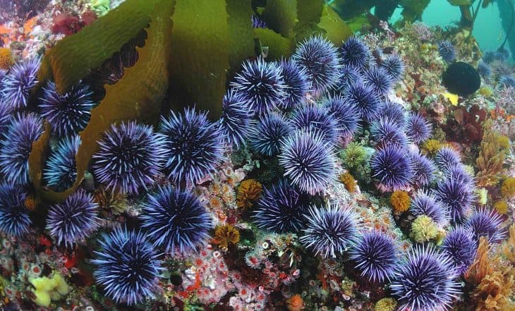 Blue sea urchins, sea urchin facts