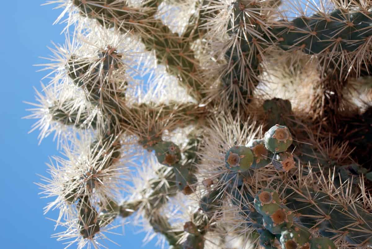 cactus, plant, desert, hanging fruit