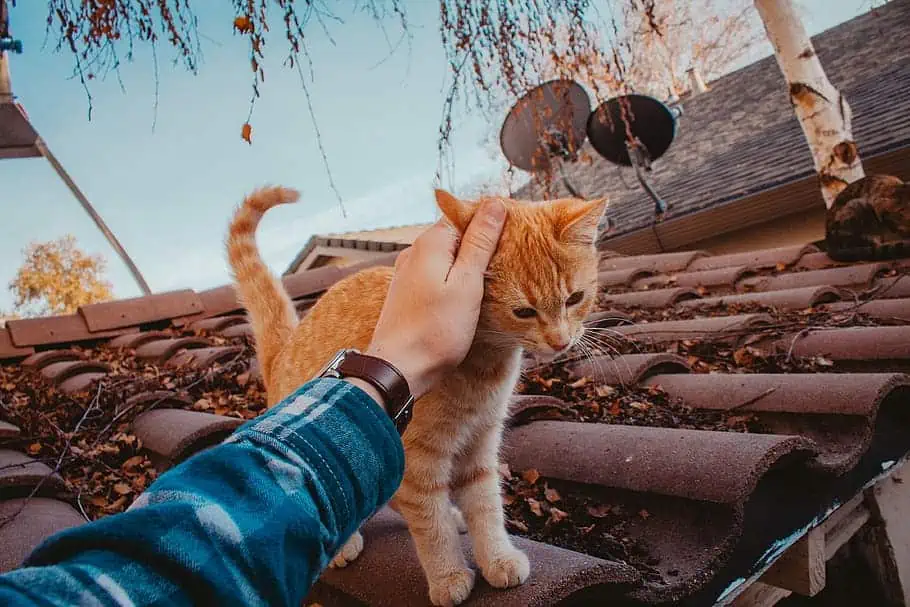 cat, animal, ginger tabby 