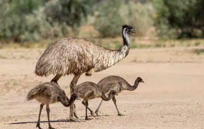 40 Emu Facts About Australias Favorite Bird 