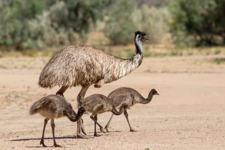 emu with chicks, emu facts