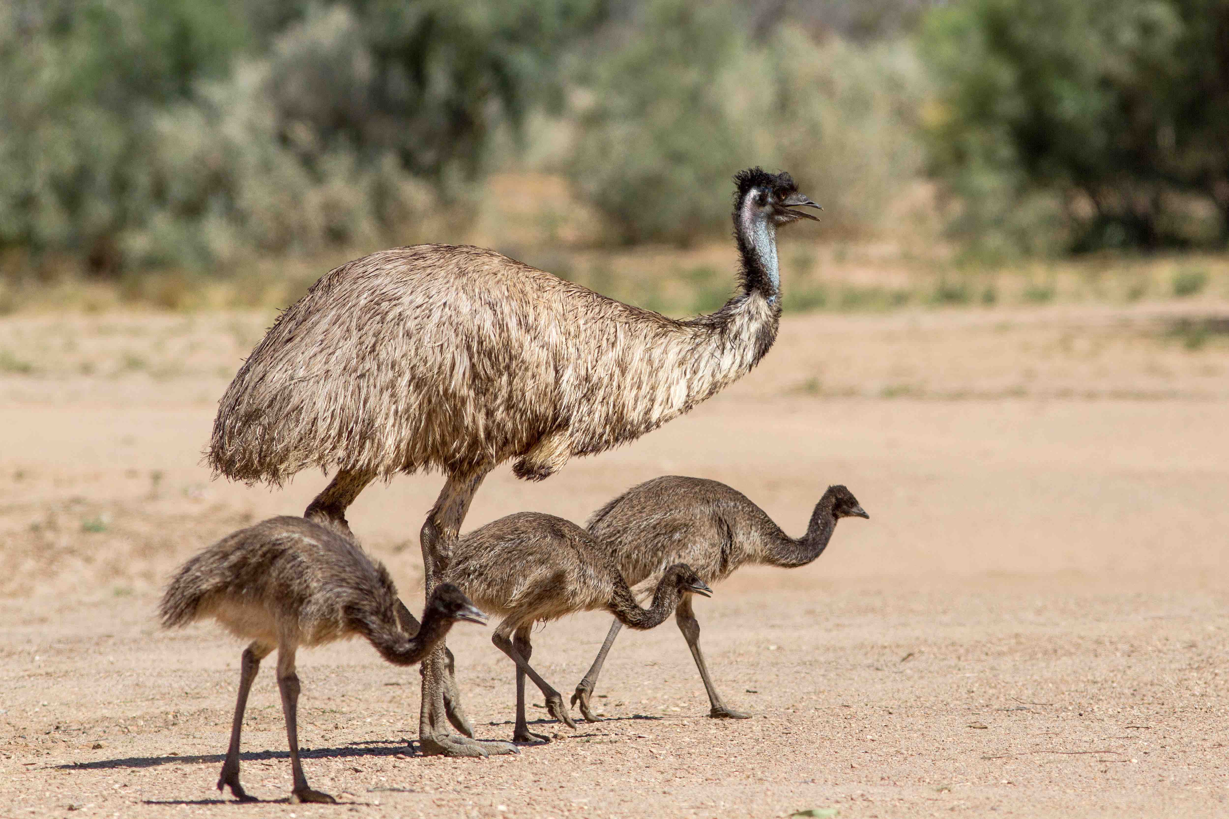 40 Emu Facts About Australia's Favorite Bird | Facts.net