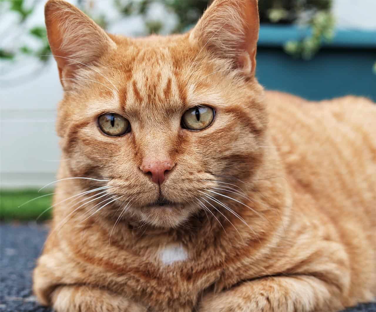 30 Ginger Tabby Cat Facts Too Adorable To Miss 5923