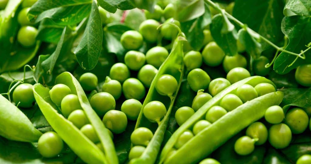 peas, types of beans