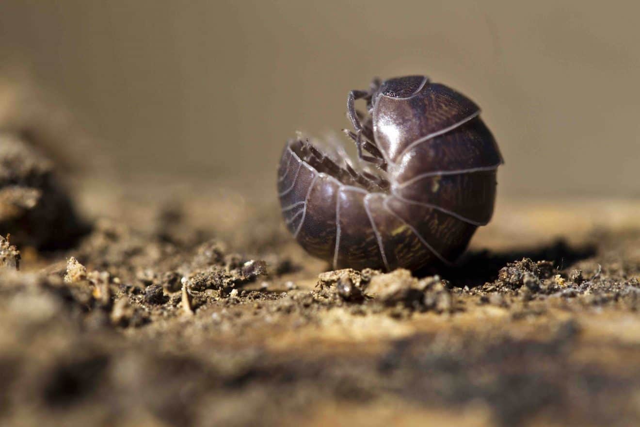 30-pill-bug-facts-about-this-common-woodlouse-facts