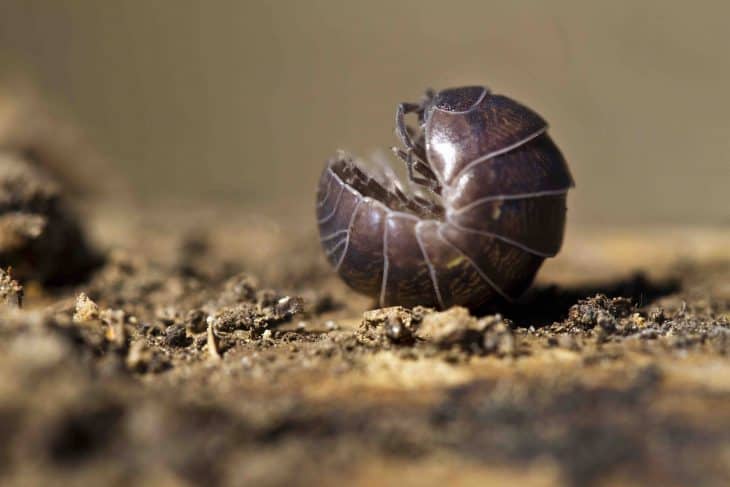 pill bug facts, Close view of a upside down pill bug on the nature