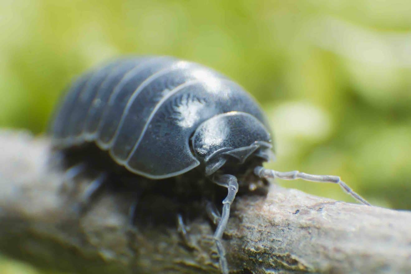 30-pill-bug-facts-about-this-common-woodlouse-facts