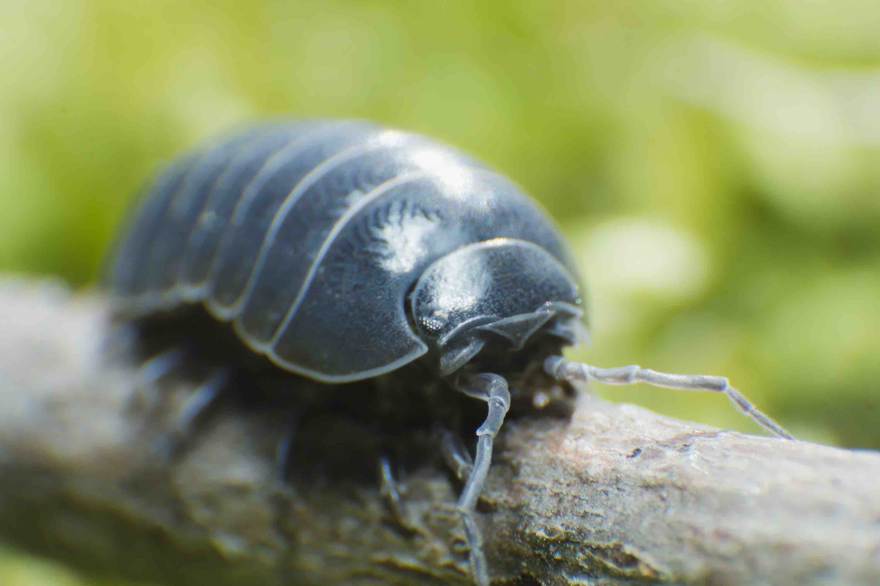 30 Pill Bug Facts About This Common Woodlouse