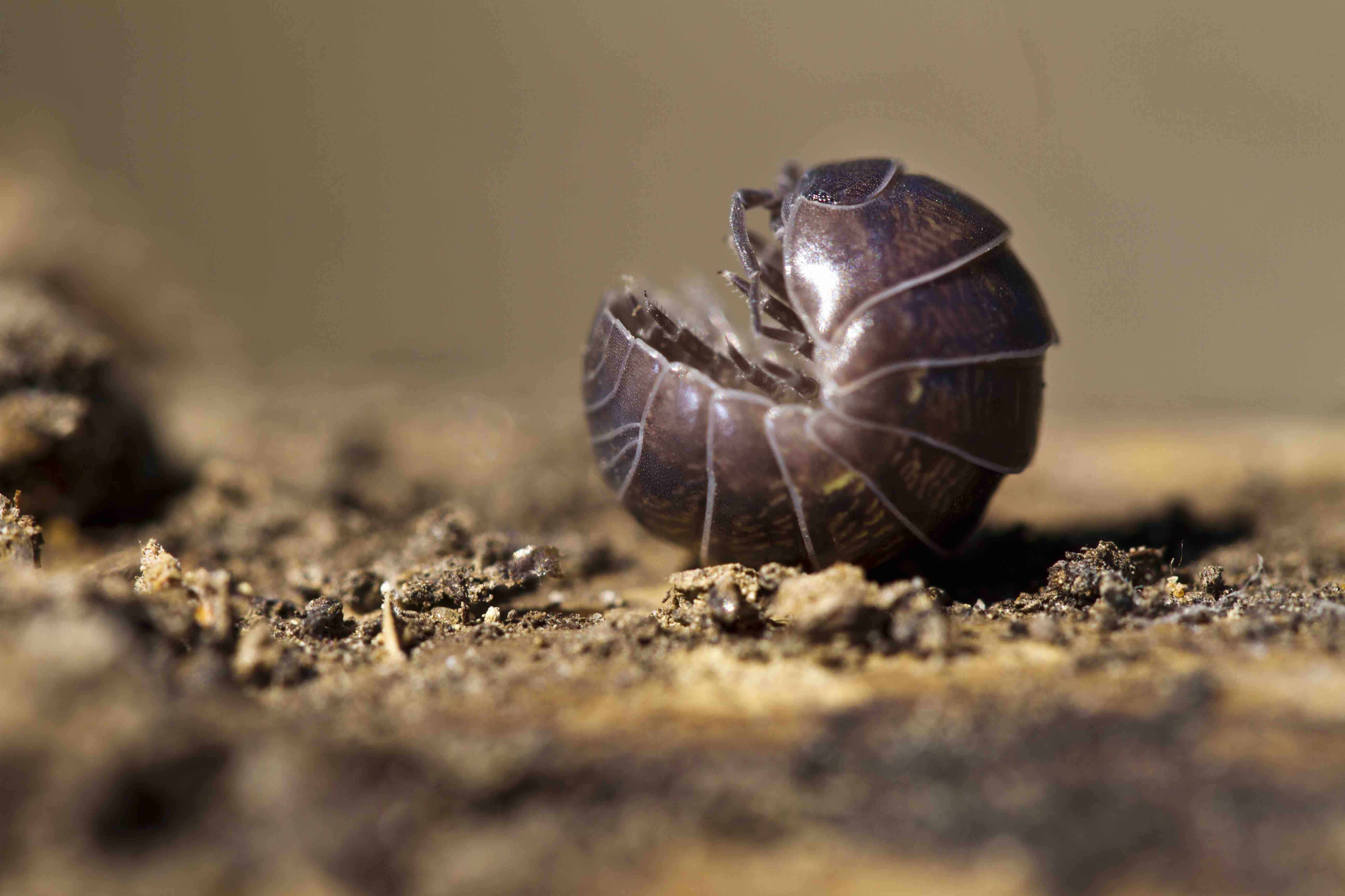 30 Pill Bug Facts About This Common Woodlouse
