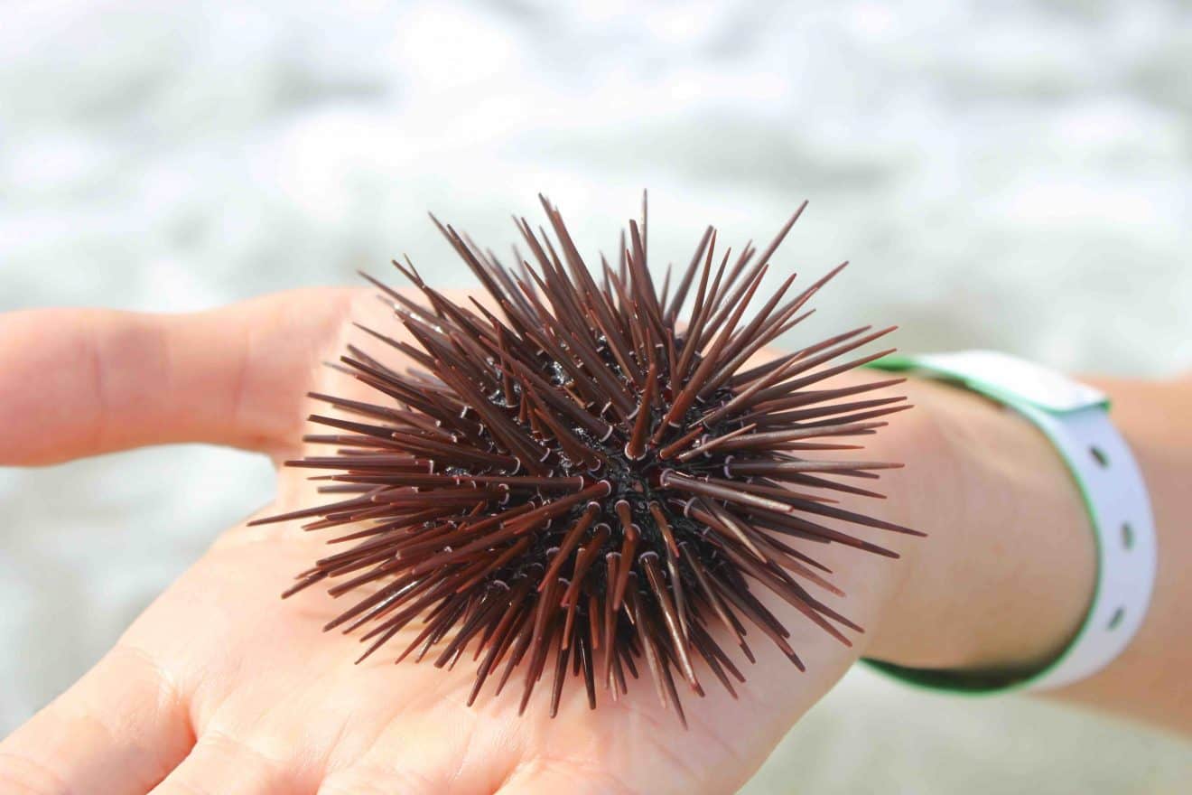 40 Sea Urchin Facts About These Spiky Creatures | Facts.net