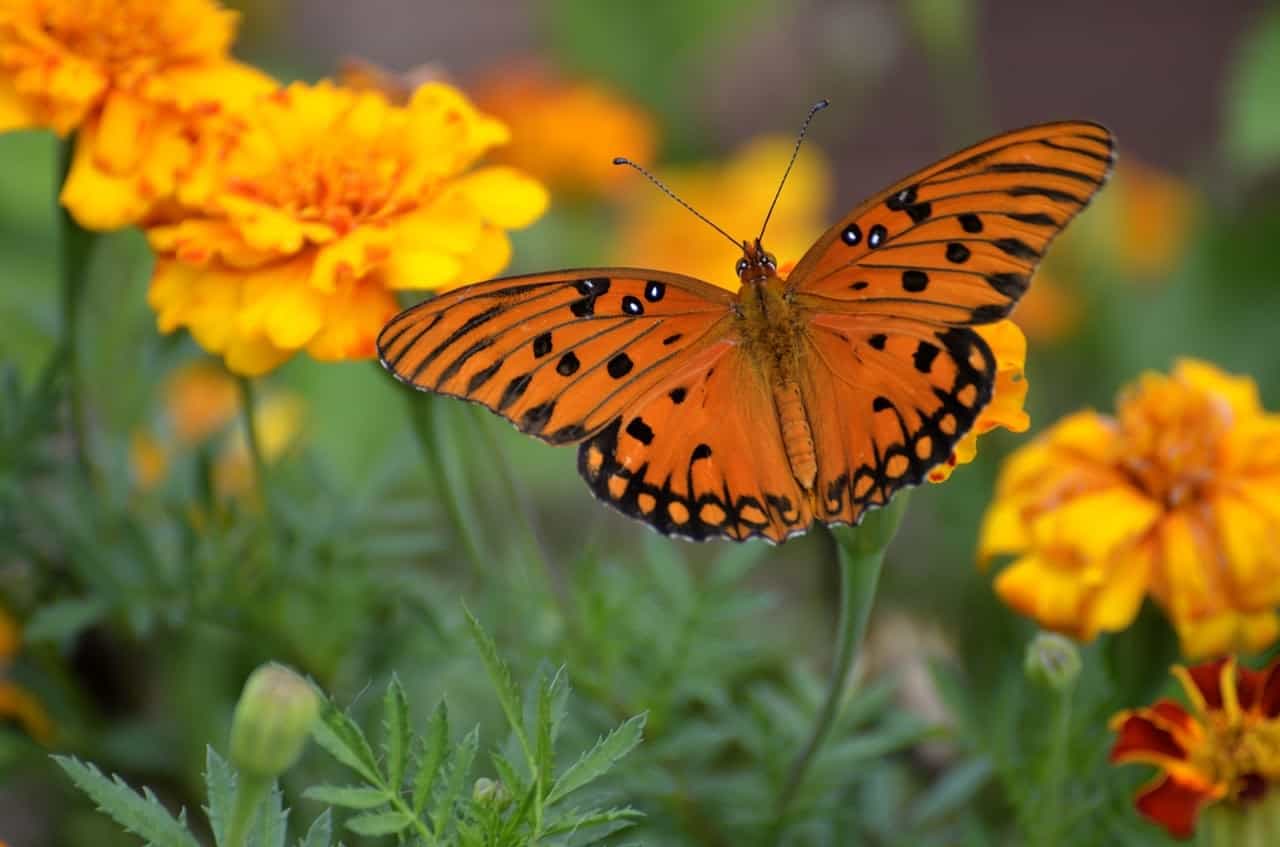Gulf Fritillary (Agraulis vanillae Linnaeus)