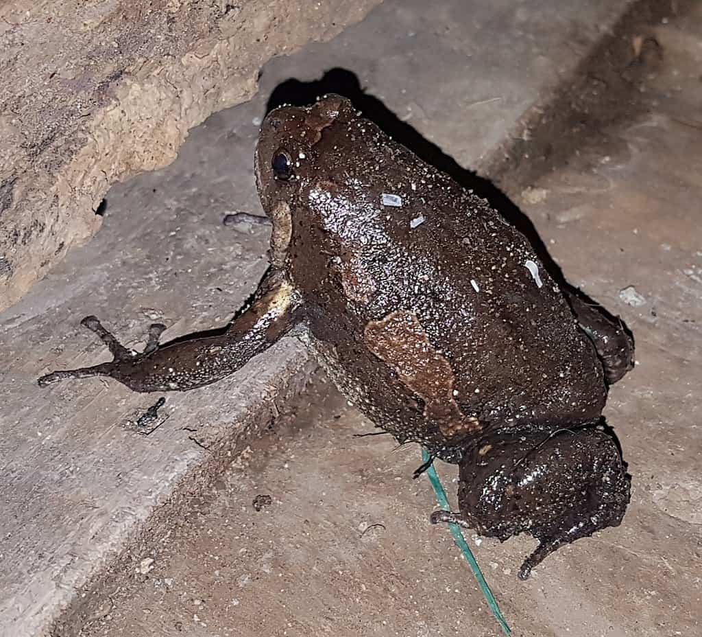 Burmese Chubby (Kaloula pulchra)