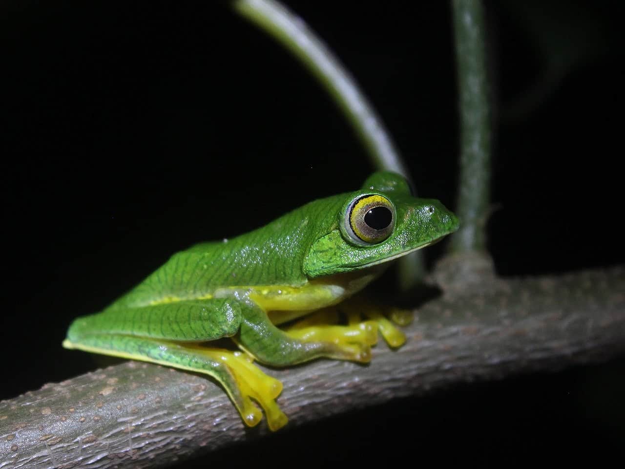Anaimalai Flying (Racophorus psuedomalabricus)