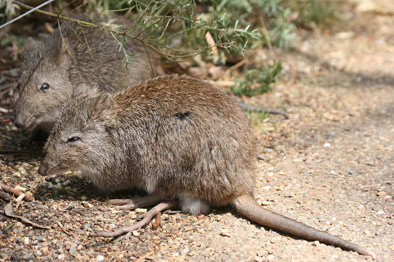 30 Bandicoot Facts About These Solitary Marsupials - Facts.net