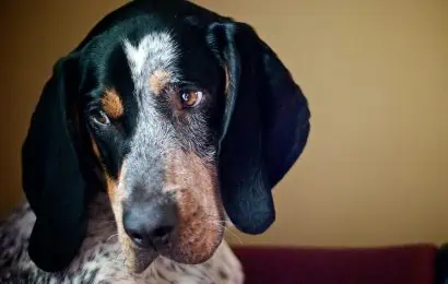 30 Bluetick Coonhound Facts You Have To Know 