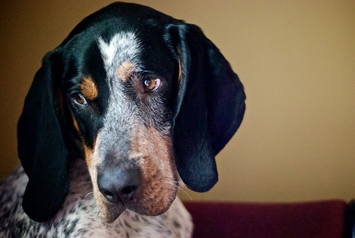 dog, animal, bluetick coonhound