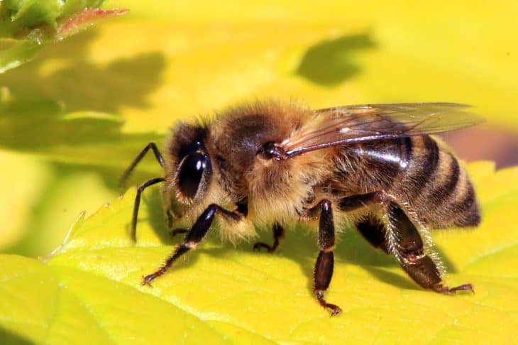 honey bee, honey bee facts