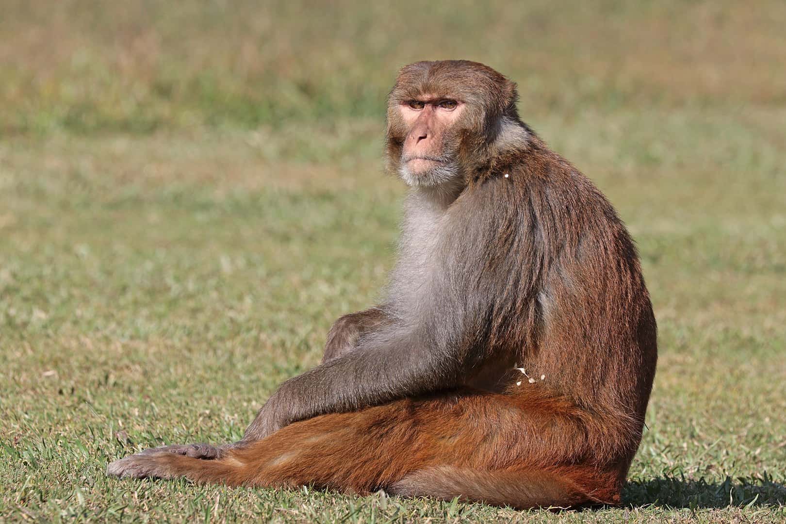 リバーシブルタイプ GRIP SWANY × NATURAL MOUNTAIN MONKEYS | ochge.org