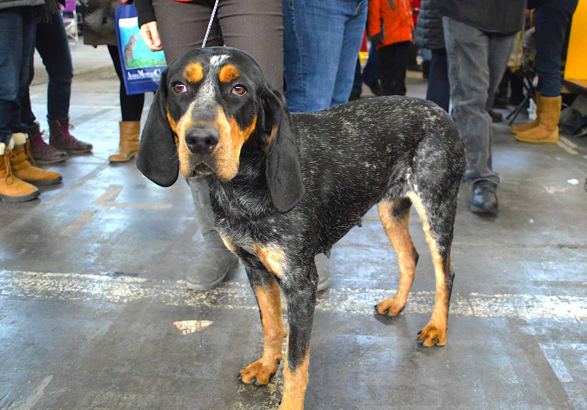 how much should it cost to care for a bluetick coonhound