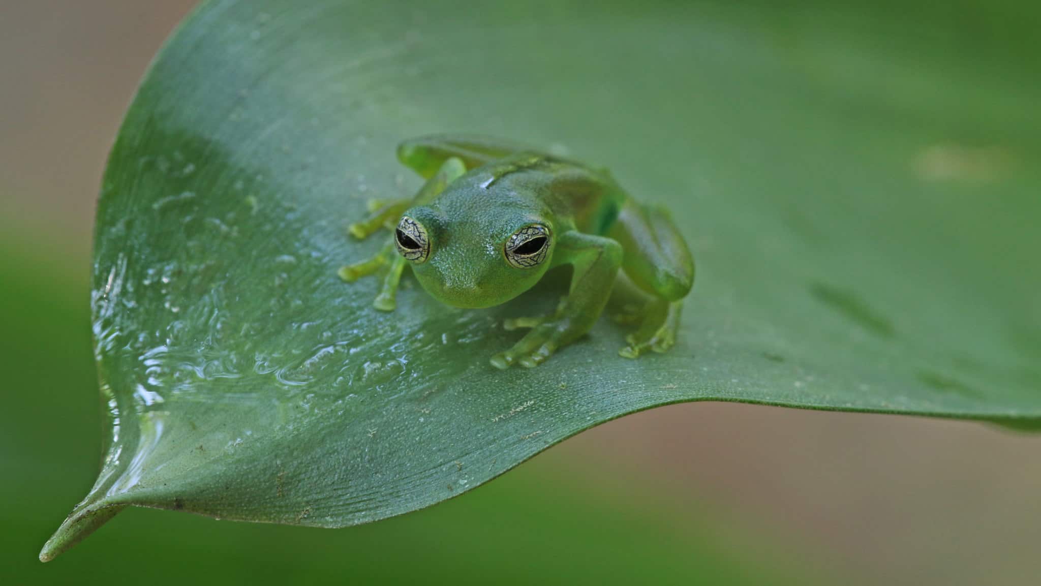 Diane’s Bare-Hearted Glass Frog (Hyalinobatrachium dianae)