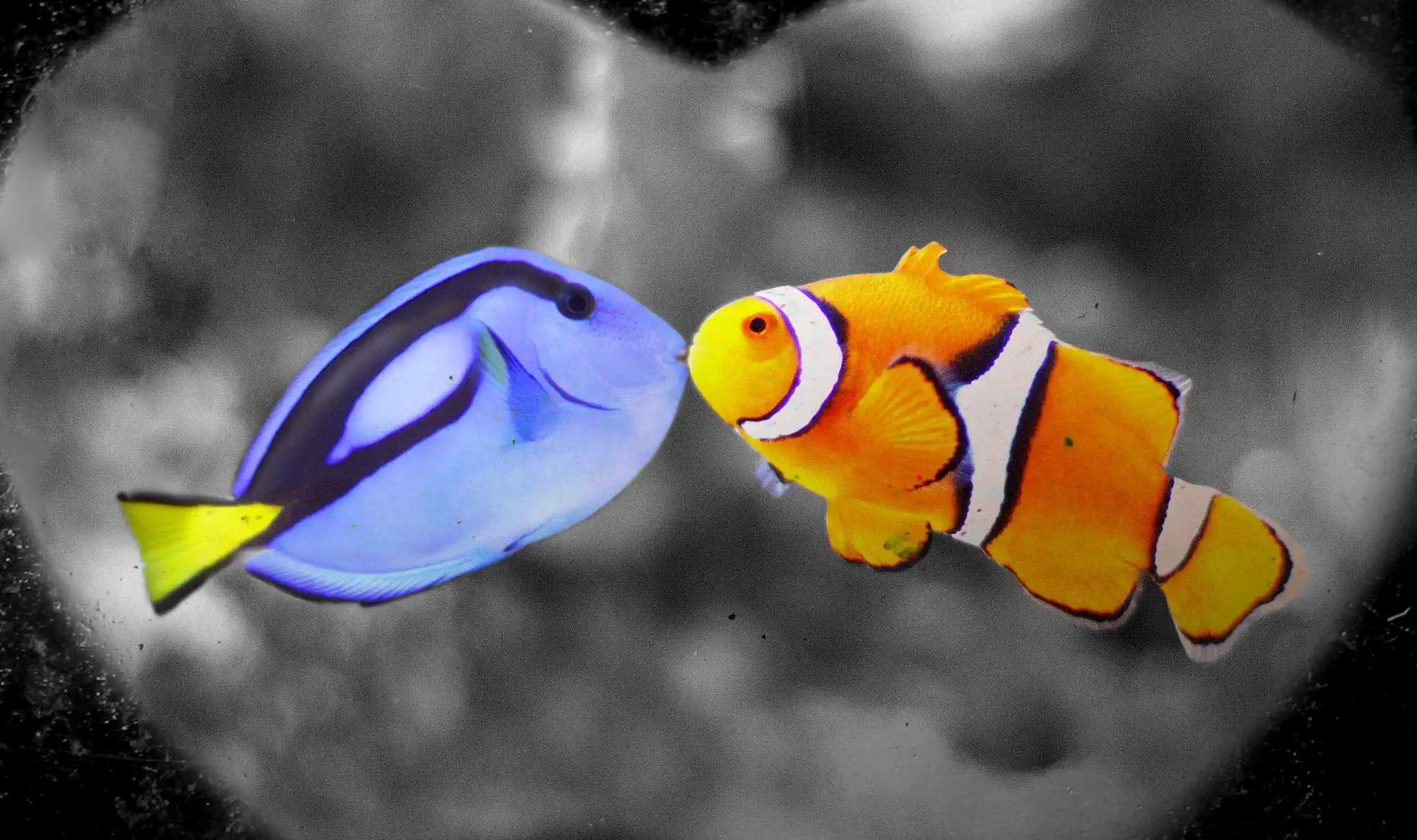 13 “Finding Nemo” Fish Species In Real Life (With Pictures)