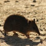 marsupial, bandicoot