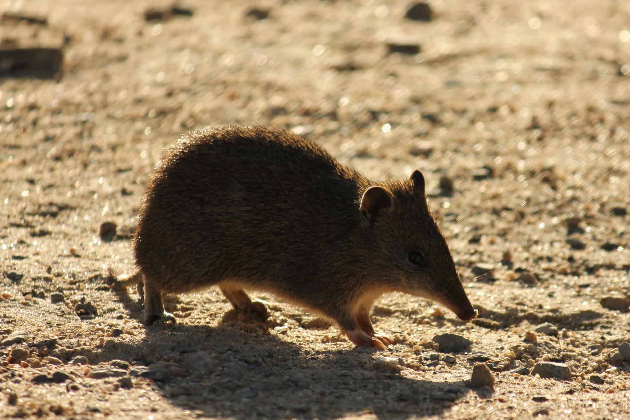 30 Bandicoot Facts About These Solitary Marsupials 
