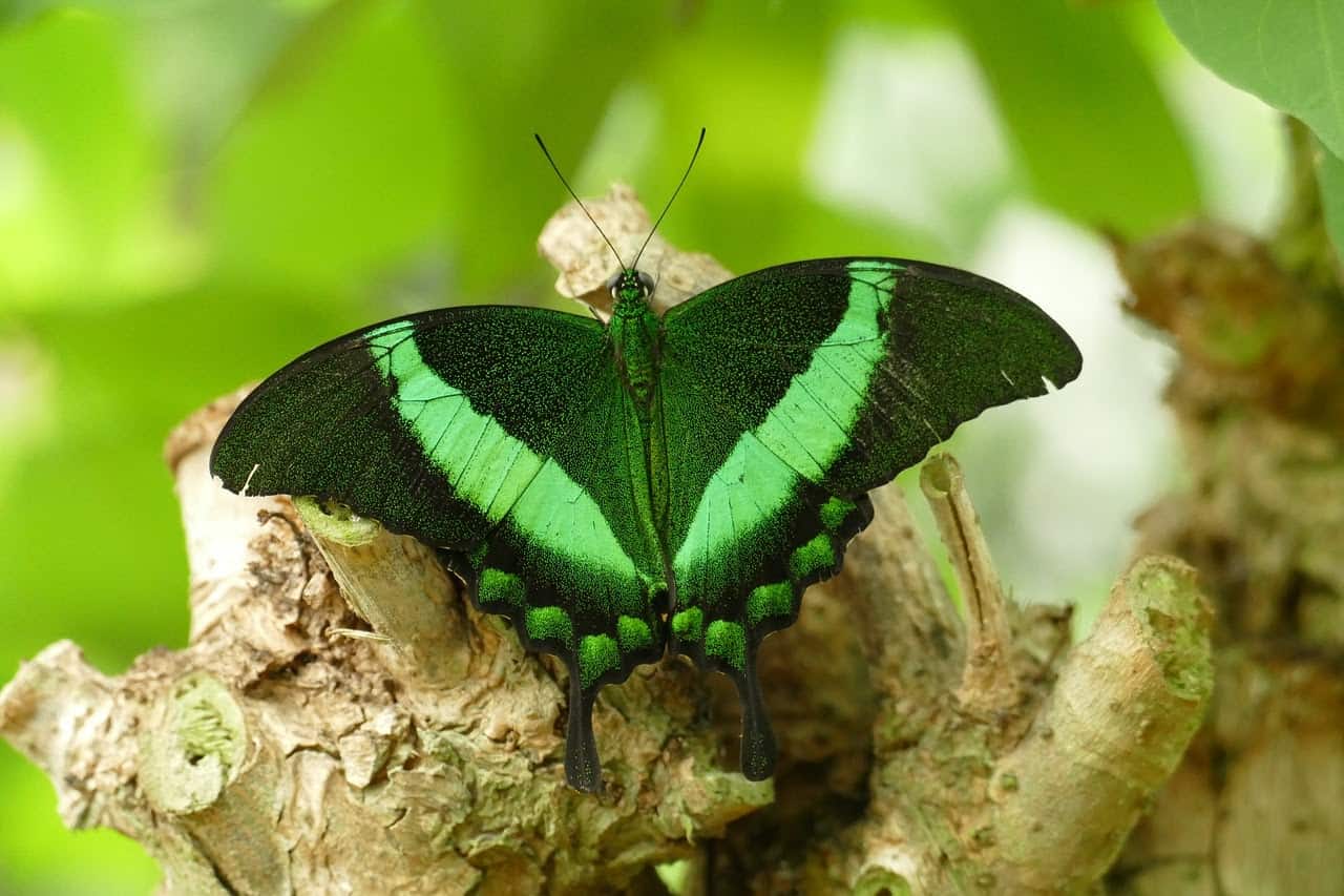 Types of Butterflies Assorted Through Colors 