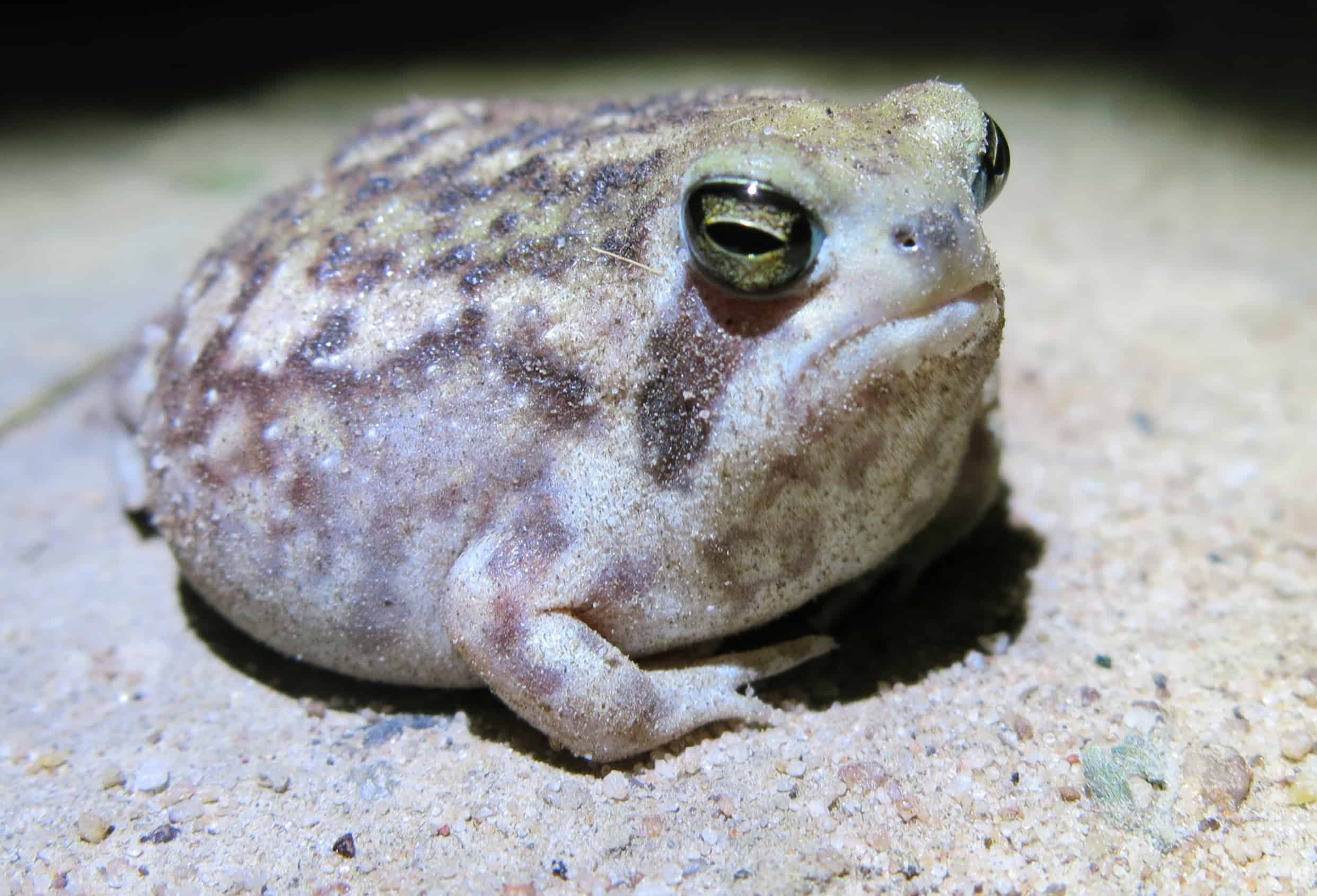 Desert Rain (Breviceps macrops)
