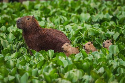 40 Capybara Facts About the Calmest Animal in the World - Facts.net