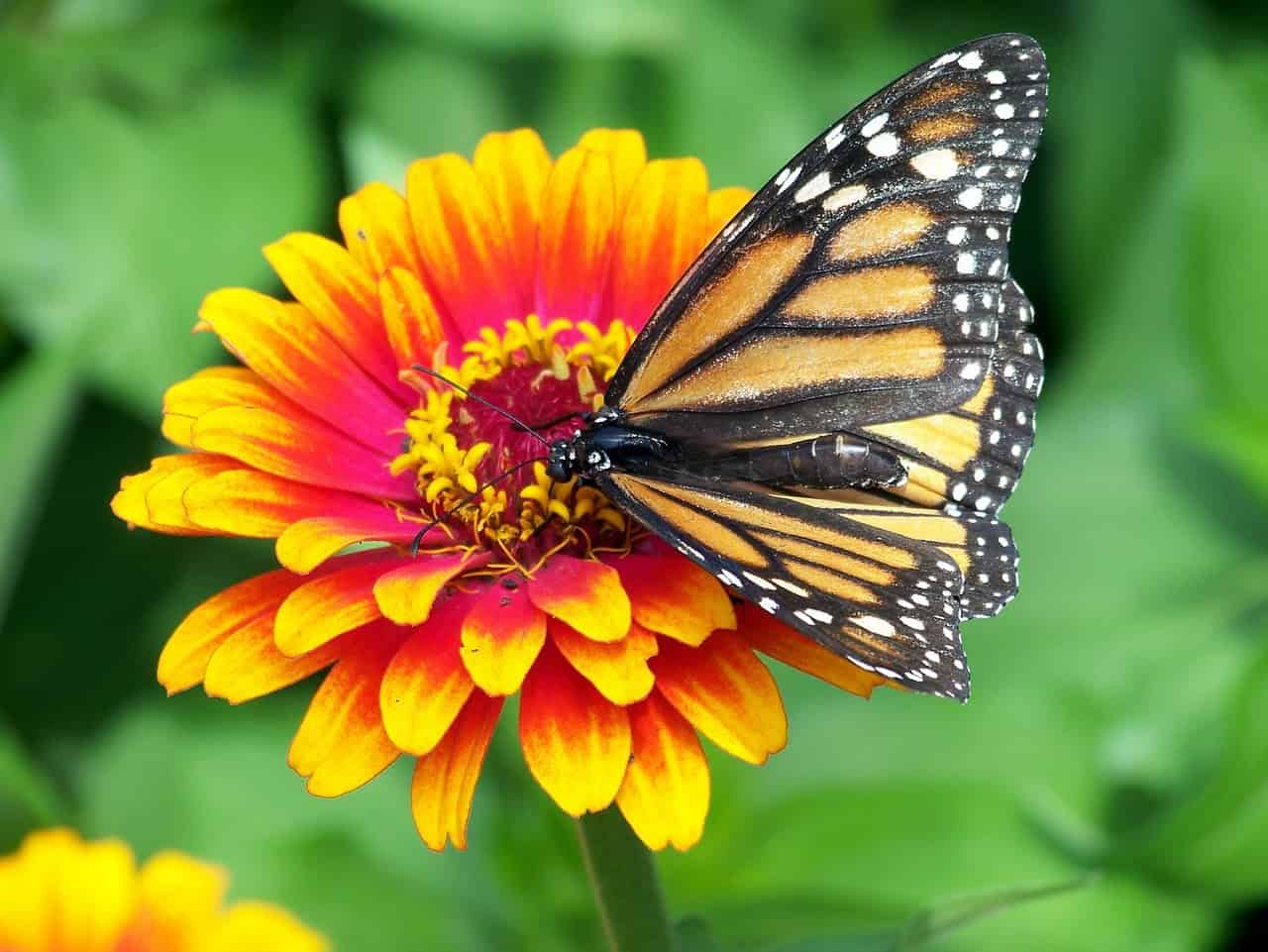 Monarch (Danaus plexippus)