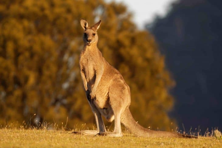 Eastern Grey Kangaroo marsupial, kangaroo facts