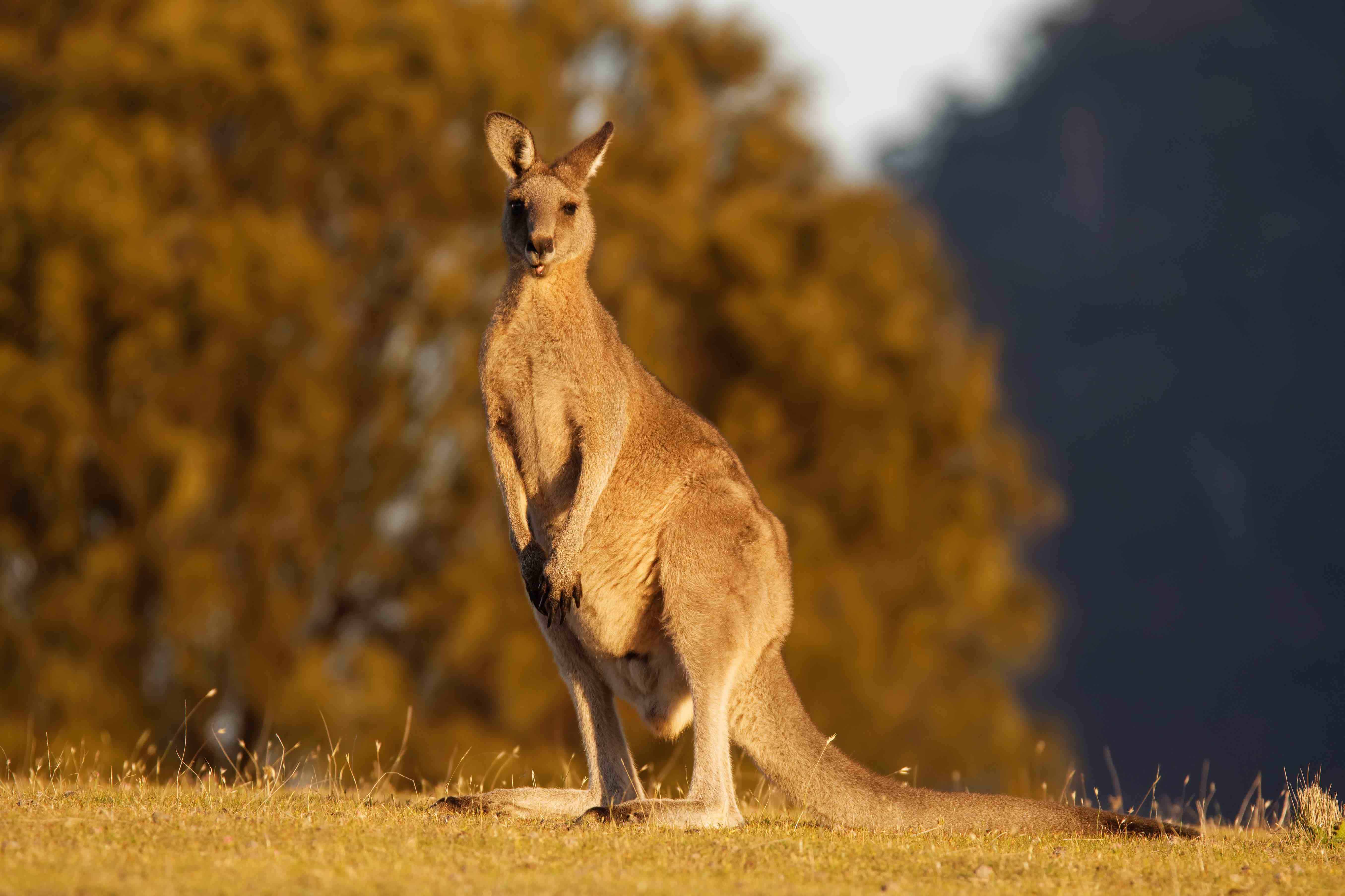 40 Kangaroo Facts That Will Make You Jump Into Action 