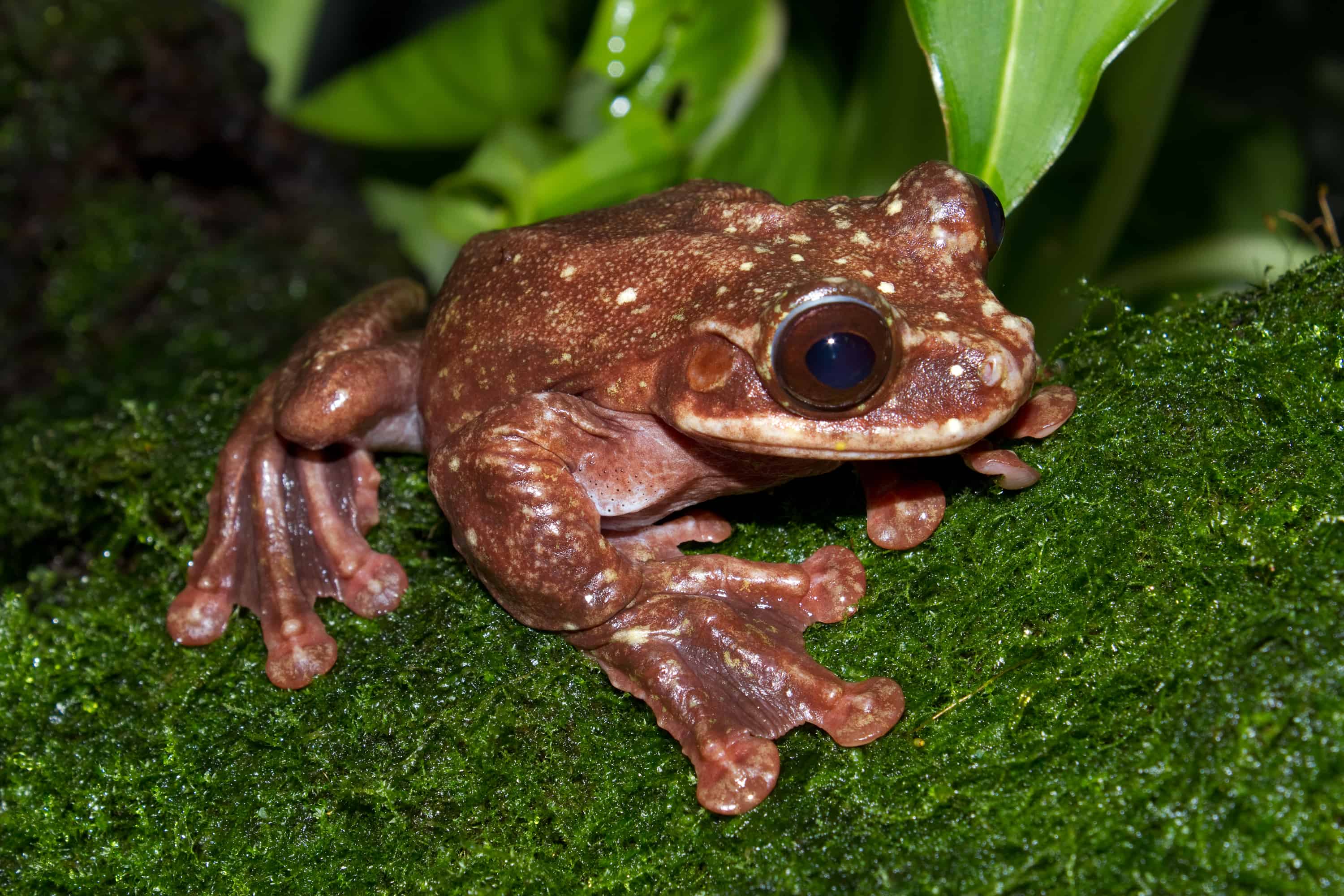 Rabb’s Fringe-Limbed Frog (Ecnomiohyla rabborum)