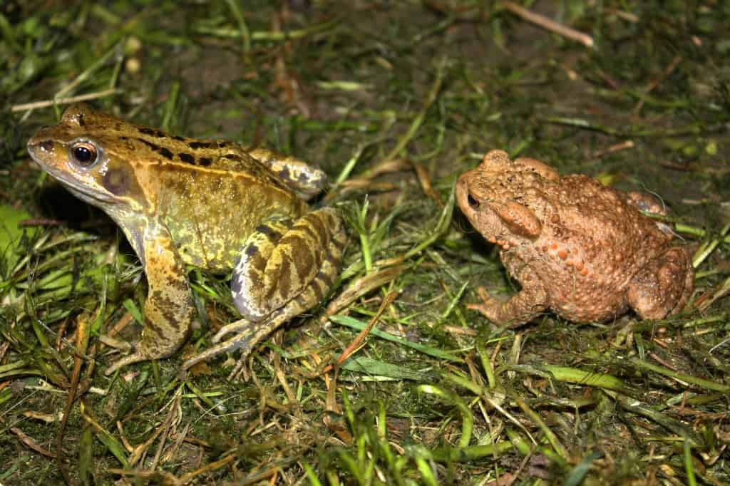 Toad VS Frog