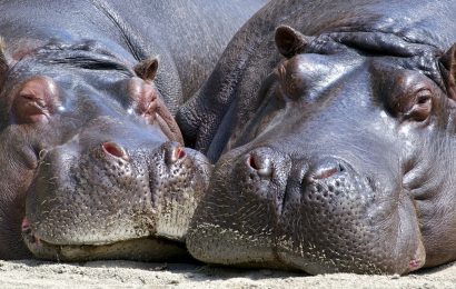 50 Intriguing Hippo Facts About Africas Horses of the River 