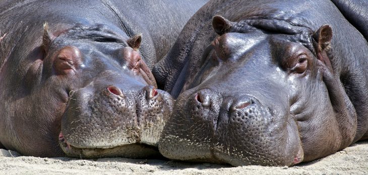 Hippo Facts, Sleepy Hippos