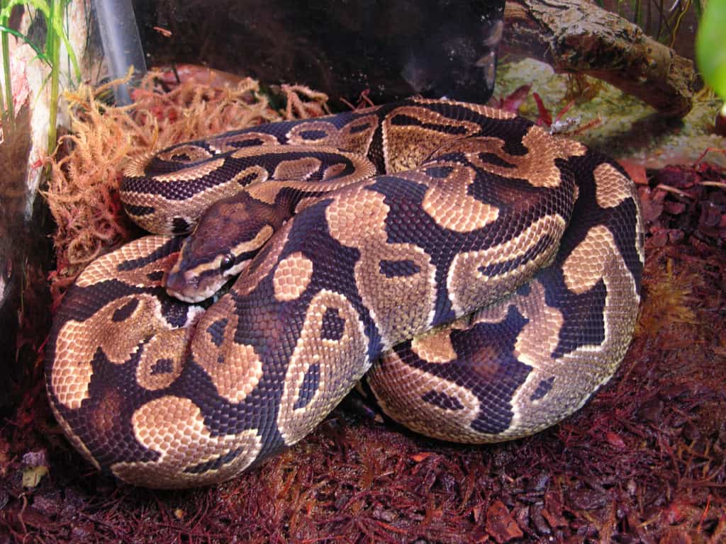 obese snake, ball python facts