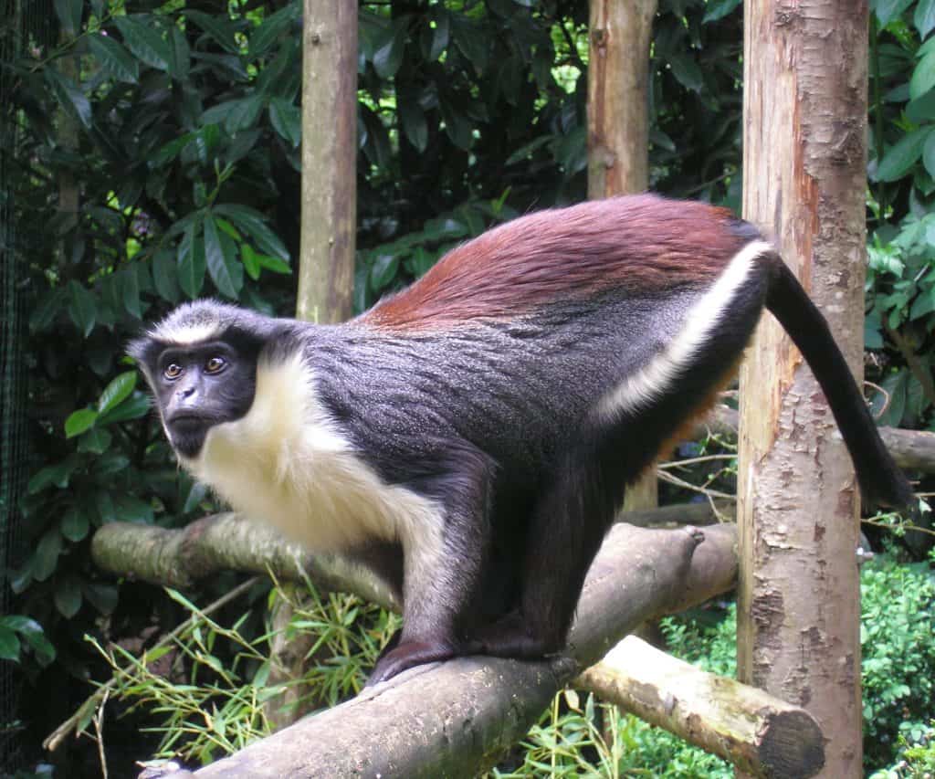 Types of Monkeys From Around The World - Facts.net