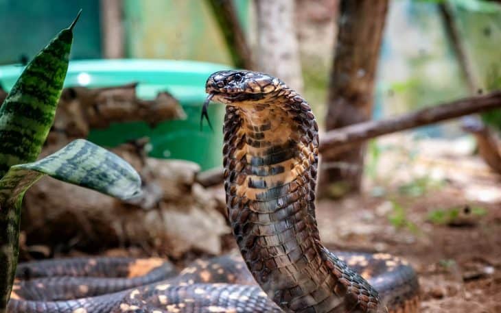 King Cobra snake in Uganda