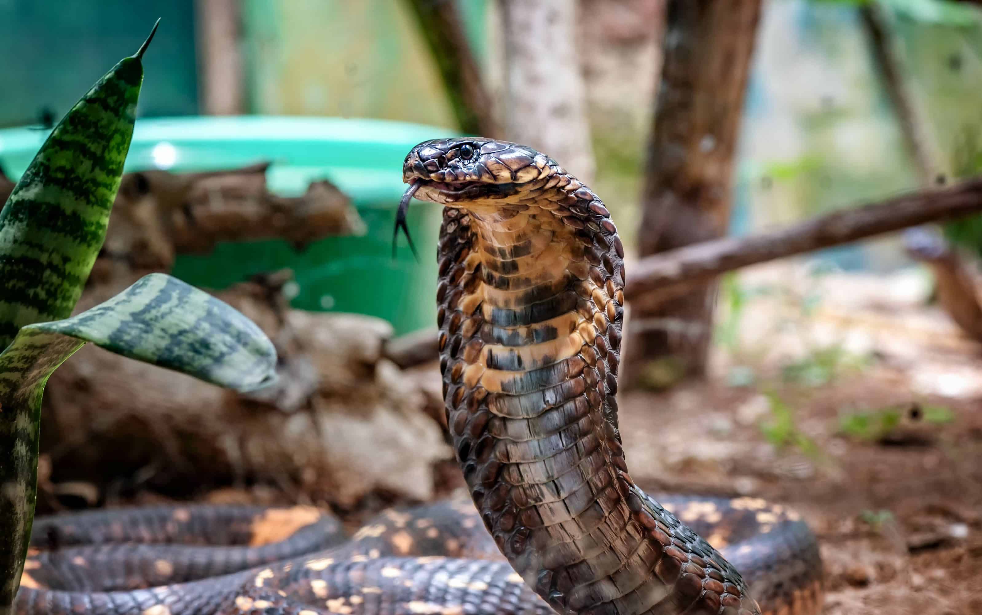 How king cobras build their nests - Discover Wildlife