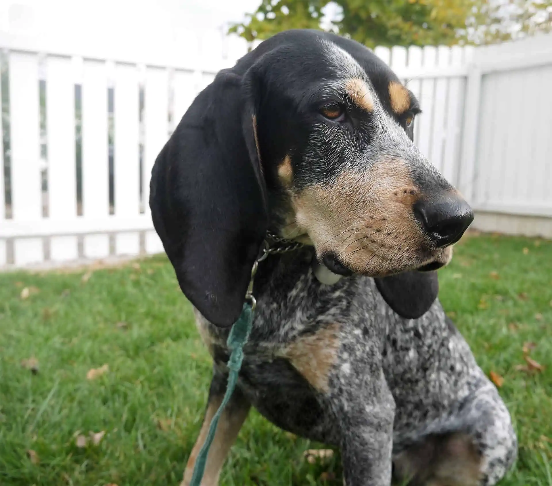 do coonhounds stink