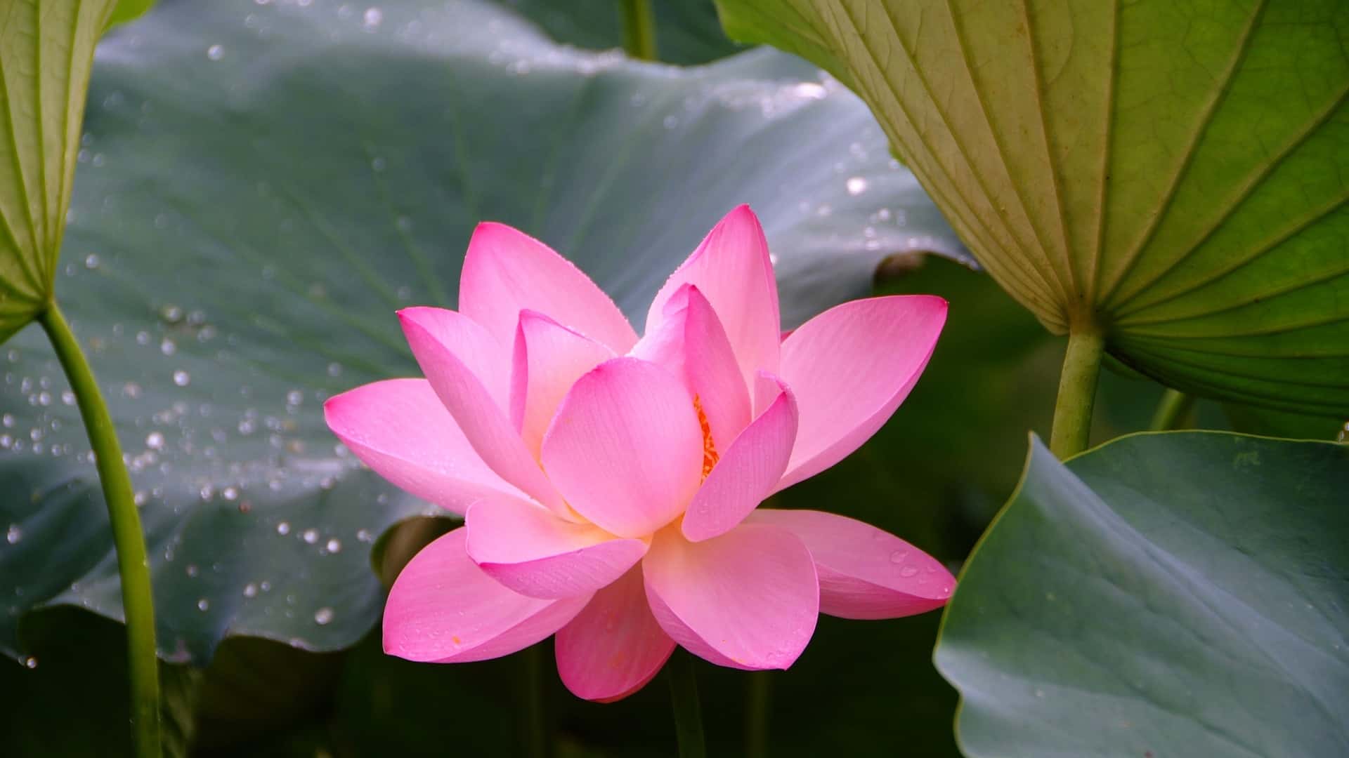 flower, lotus, plant, zen