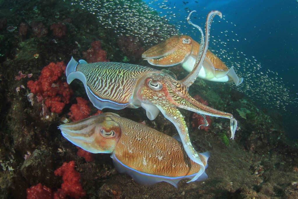 Cuttlefish VS Squid: What's The Difference? | Facts.net