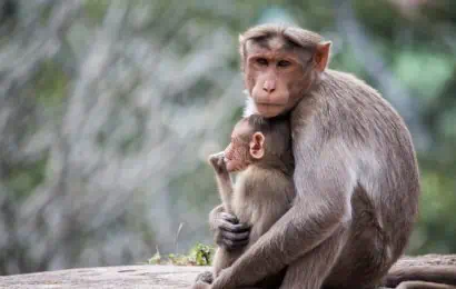 Types of Monkeys From Around The World 