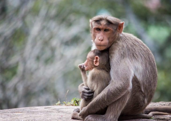 types of monkeys, mother and child