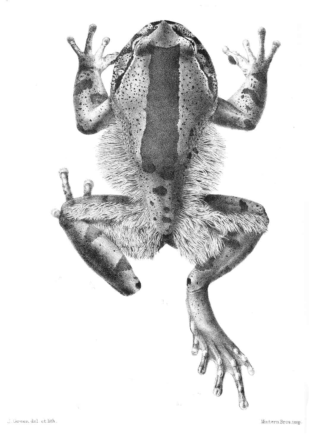 Hairy Frog (Trichobatrachus robustus)