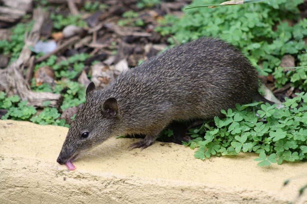 30 Bandicoot Facts About These Solitary Marsupials - Facts.net