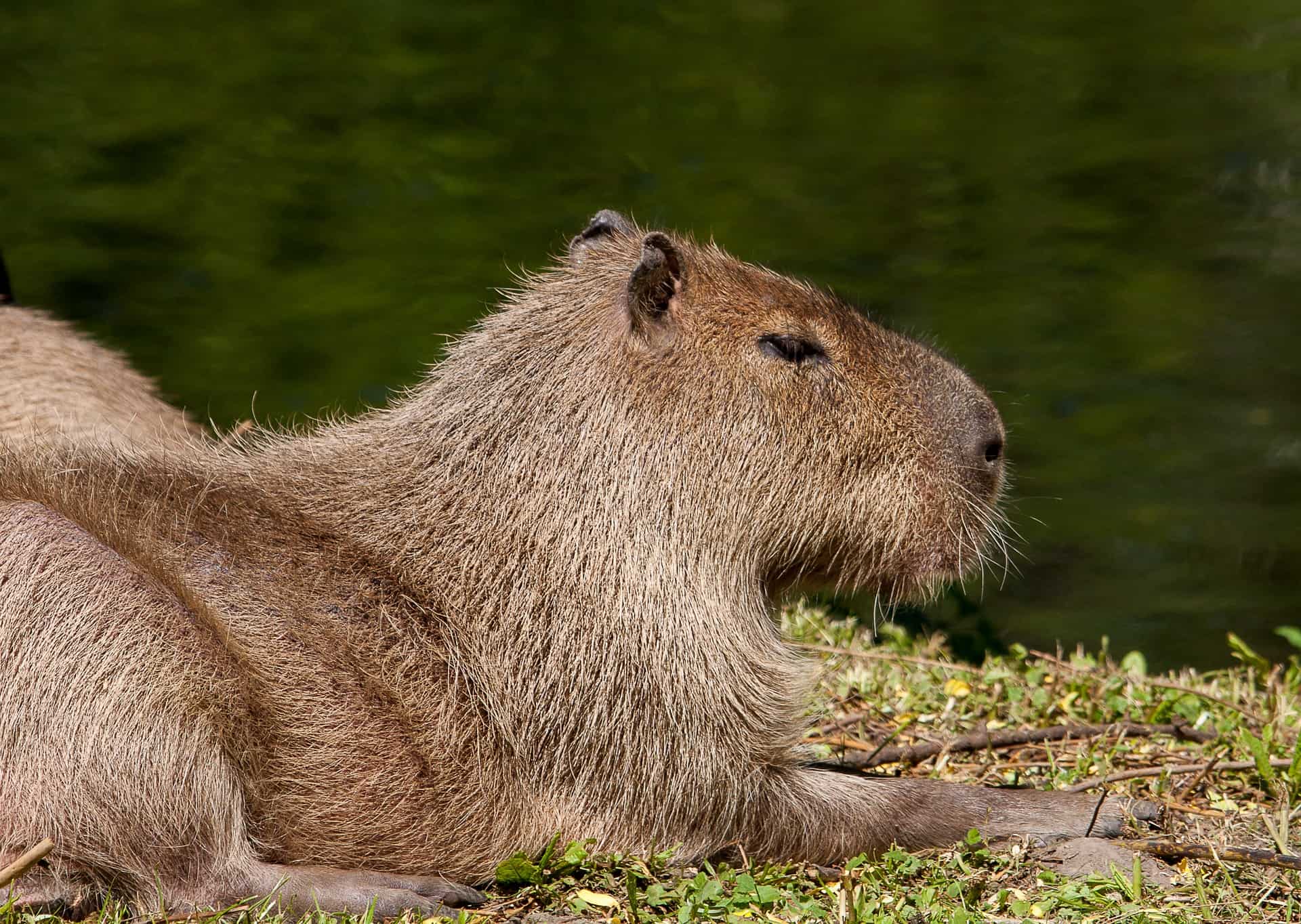 Capybara Facts (Hydrochoerus hydrochaeris)