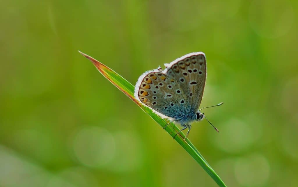 Types of Butterflies Assorted Through Colors - Facts.net